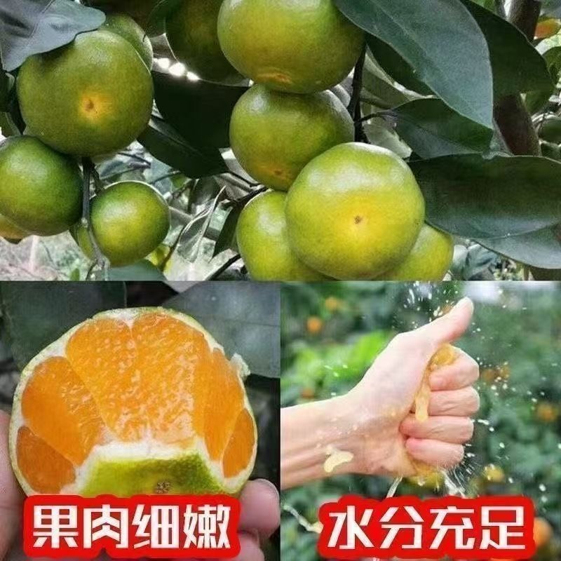 浙江台州蜜桔/早熟蜜桔/九甜一酸/现摘现发
