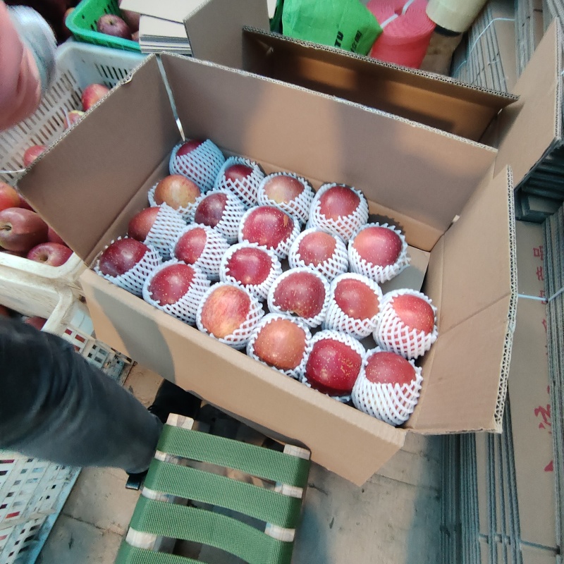 汉源糖心苹果大量上市