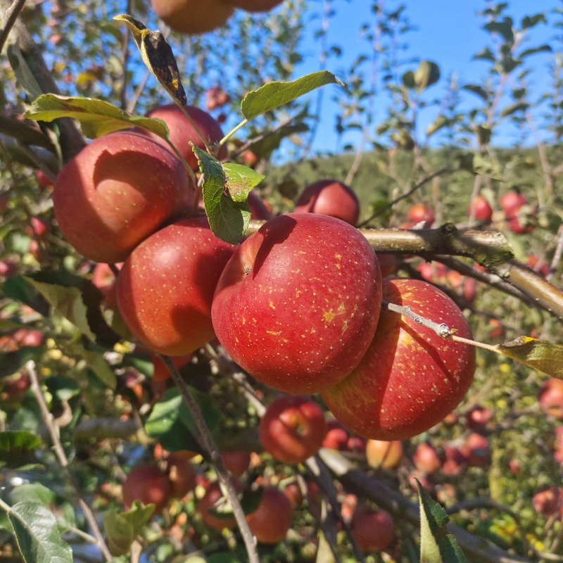 汉源糖心苹果大量上市