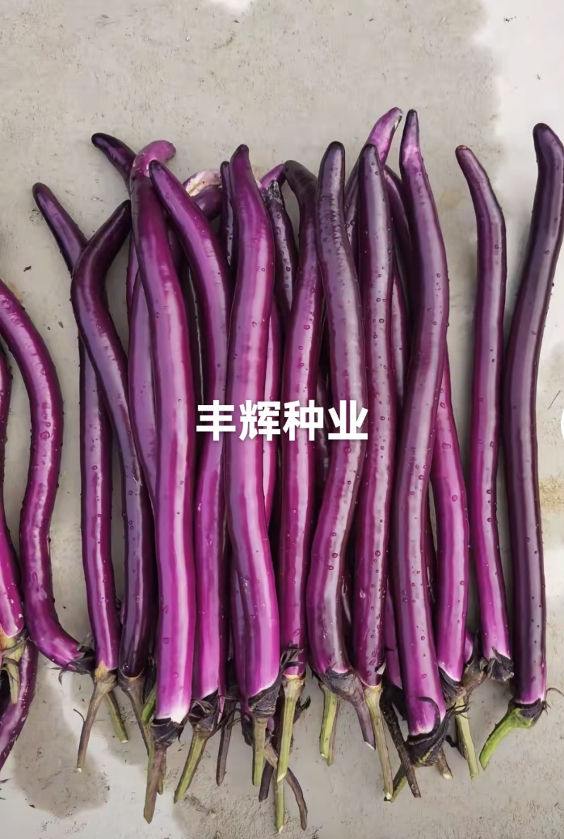 紫红线茄嫁接苗杭茄苗抗病能力强产量高大量现苗发