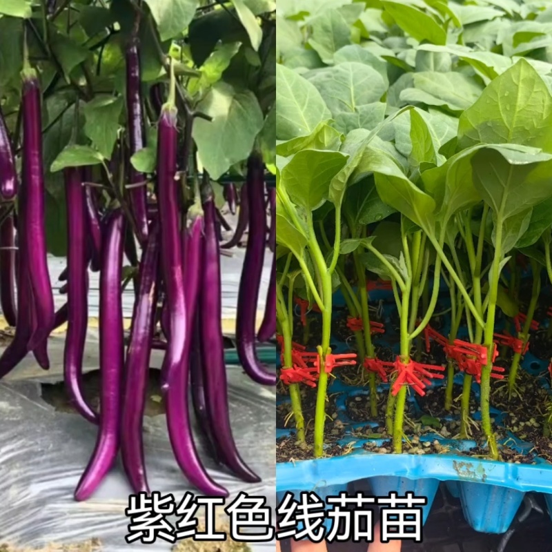 紫红线茄嫁接苗杭茄苗抗病能力强产量高大量现苗发