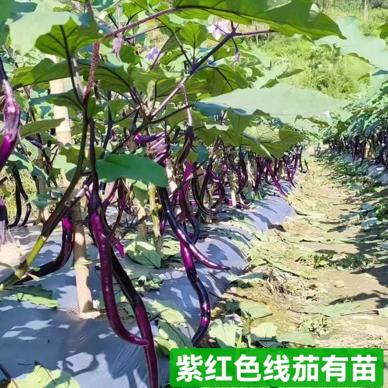 紫红线茄嫁接苗杭茄苗抗病能力强产量高大量现苗发
