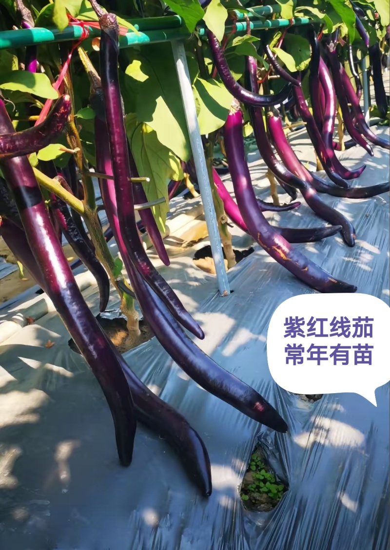 紫红线茄嫁接苗杭茄苗抗病能力强产量高大量现苗发
