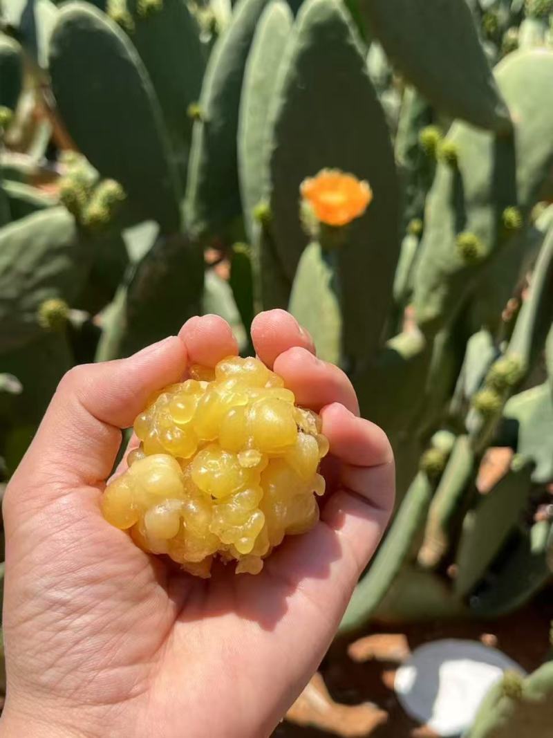 仙人掌蜜油（玉芙蓉）功效多工厂直发资质齐全品质好价格低
