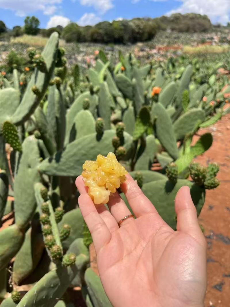 仙人掌蜜油（玉芙蓉）功效多工厂直发资质齐全品质好价格低