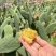 仙人掌蜜油（玉芙蓉）功效多工厂直发资质齐全品质好价格低