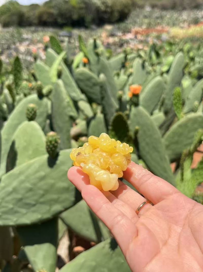 仙人掌蜜油（玉芙蓉）功效多工厂直发资质齐全品质好价格低