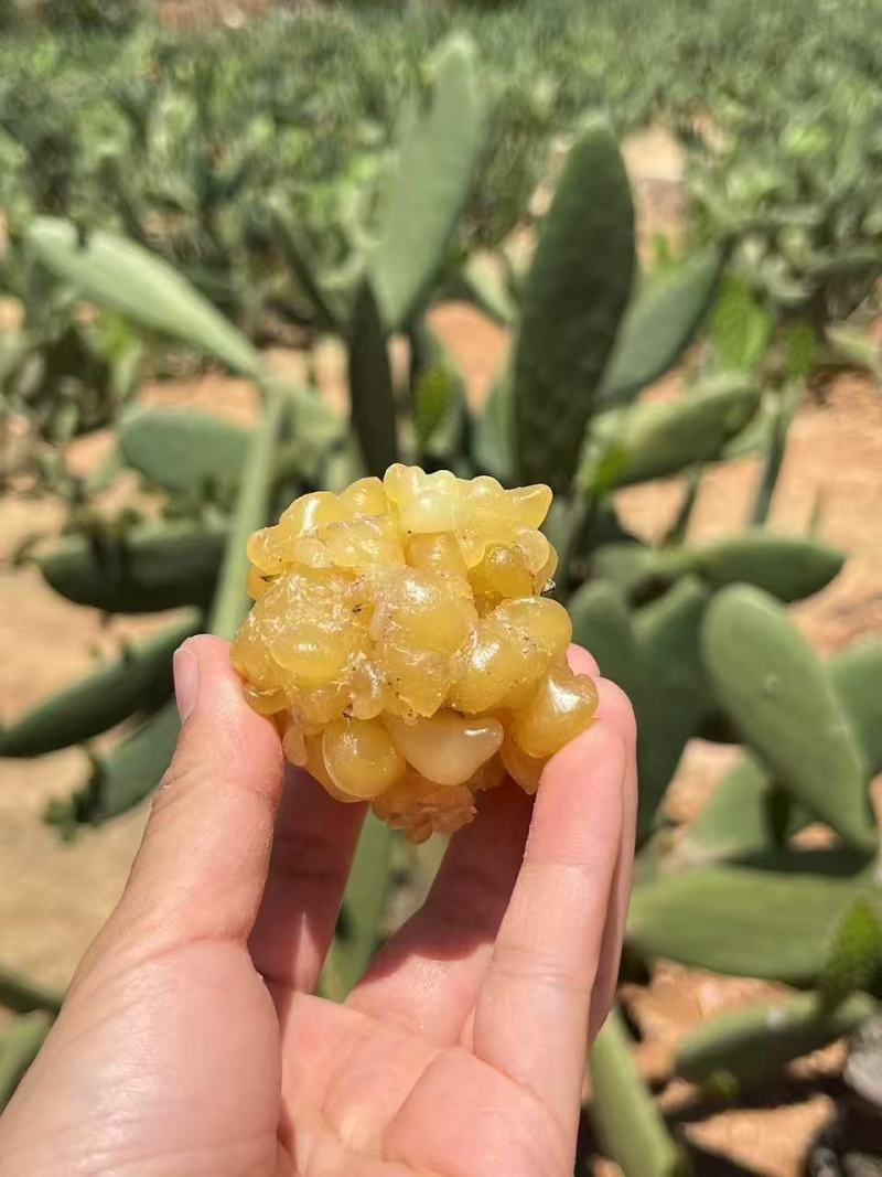 仙人掌蜜油（玉芙蓉）功效多工厂直发资质齐全品质好价格低