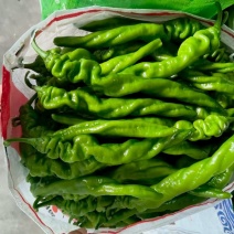 山东费县小皱皮辣椒货源充足/精品辣椒一手货源量大从优