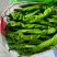 山东费县小皱皮辣椒货源充足/精品辣椒一手货源量大从优