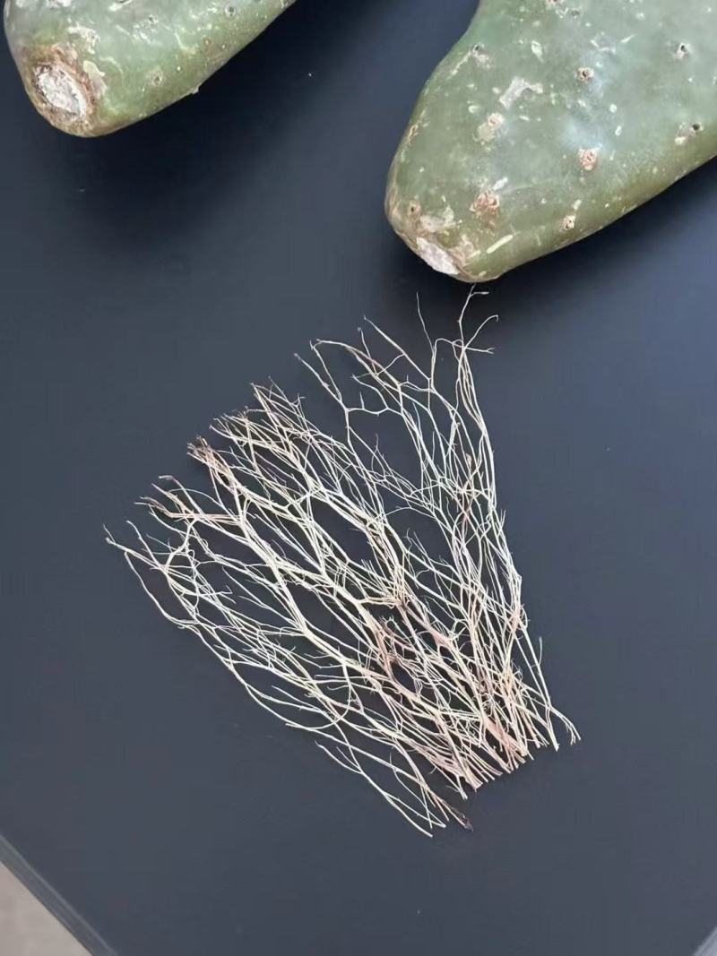一亩绿-仙人掌烘干粉