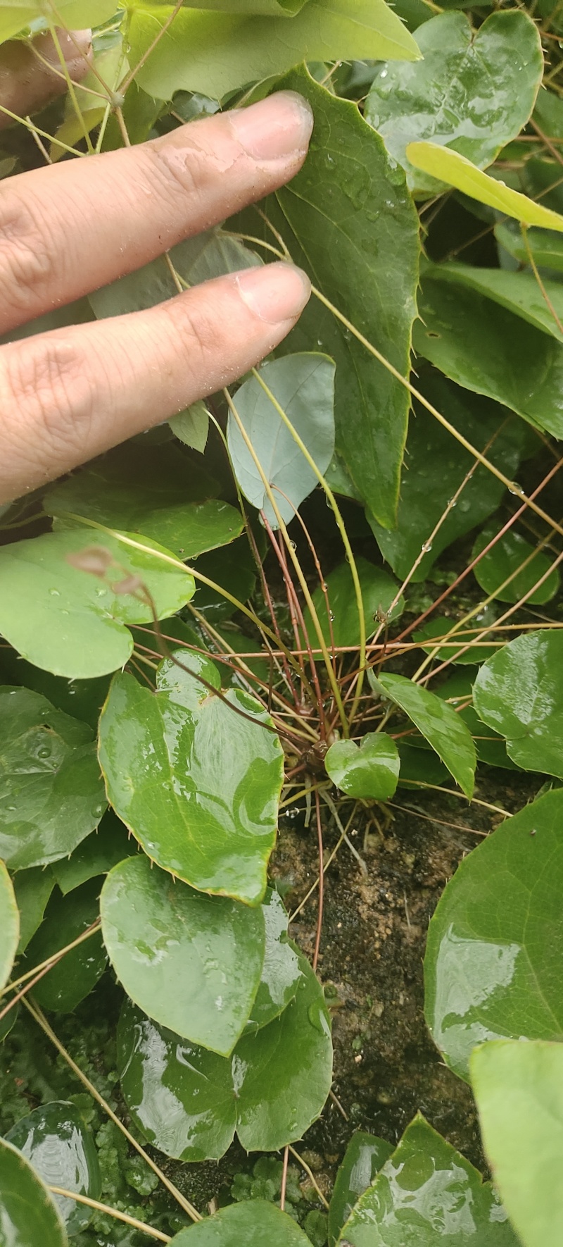 柔毛淫羊藿种苗