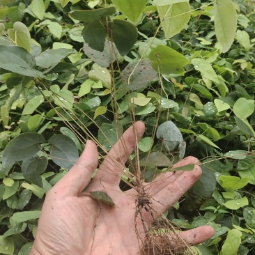 柔毛淫羊藿种苗