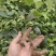 柔毛淫羊藿种苗