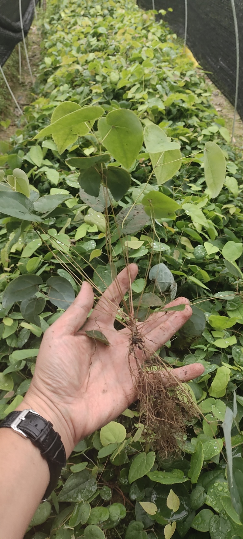 柔毛淫羊藿种苗