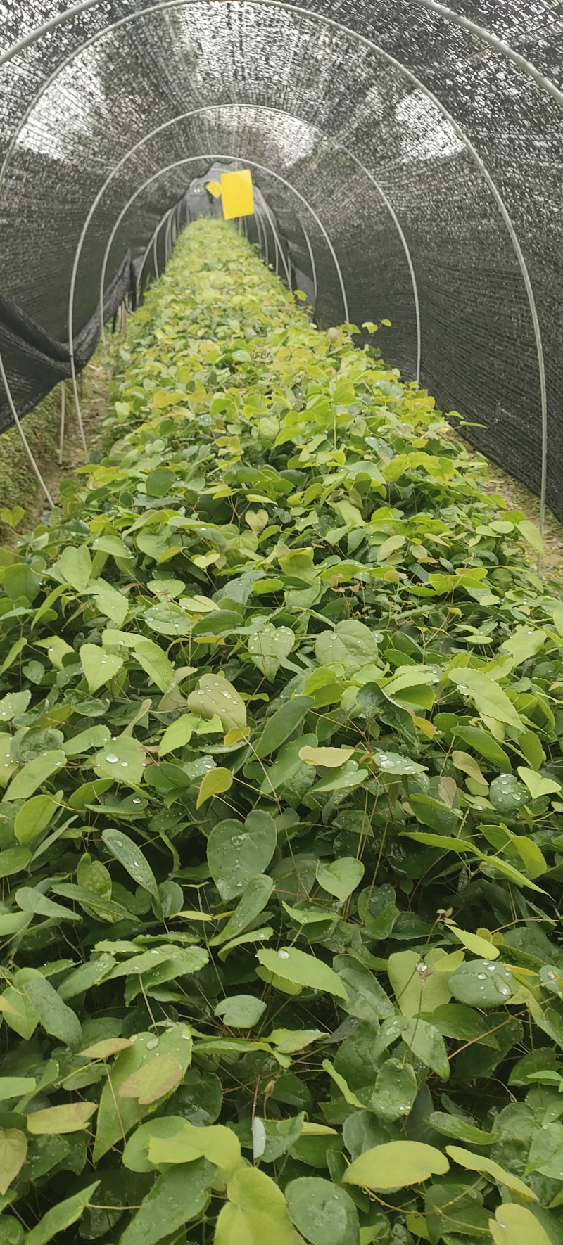 柔毛淫羊藿种苗