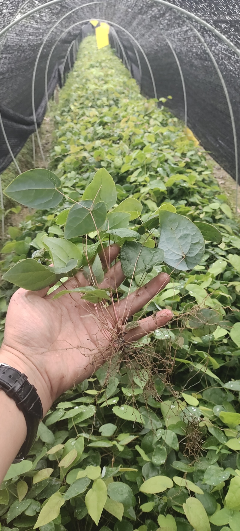 柔毛淫羊藿种苗