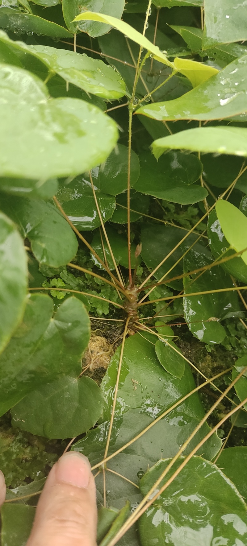 柔毛淫羊藿种苗