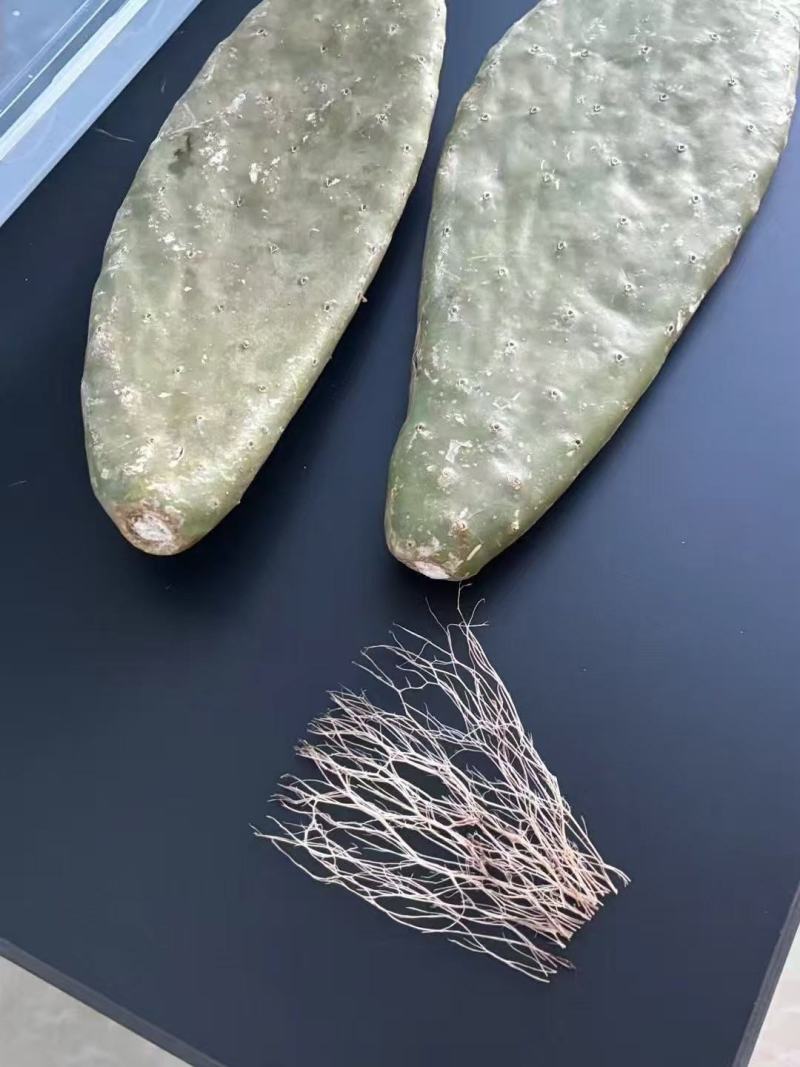 一亩绿-仙人掌叶片提取物