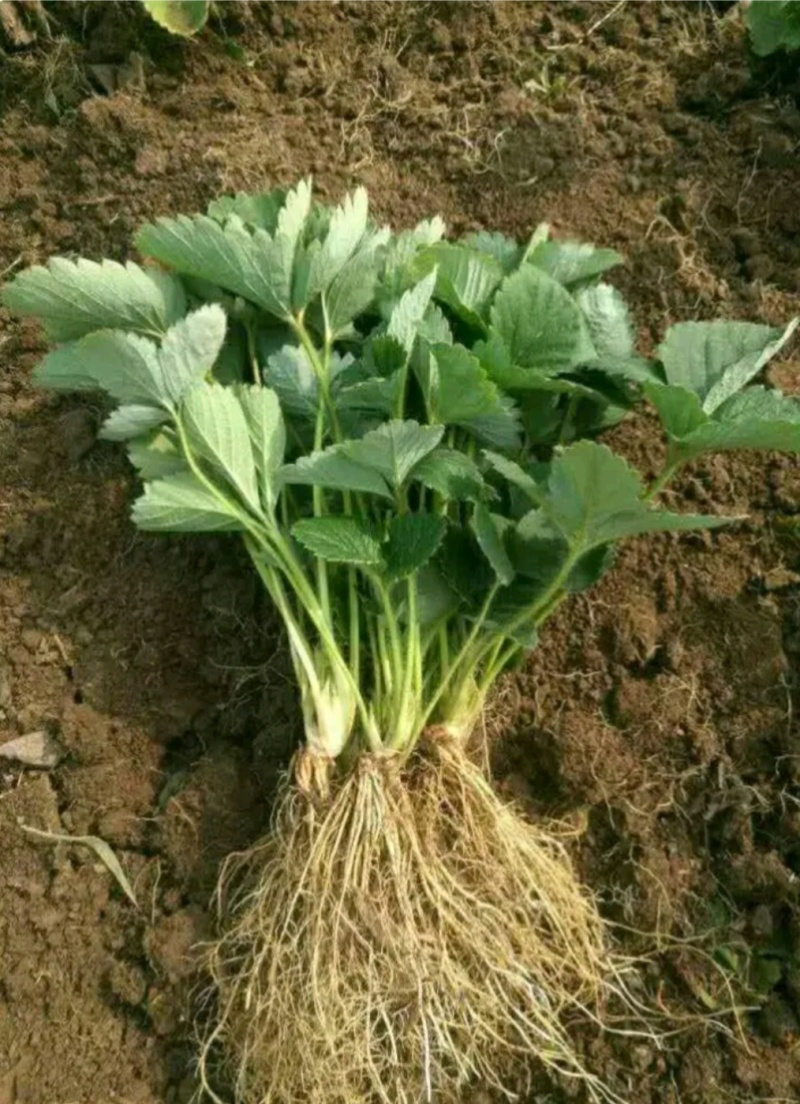 隋珠草莓苗：隋珠香野草莓苗，脱毒苗现挖现发保品种，保成活