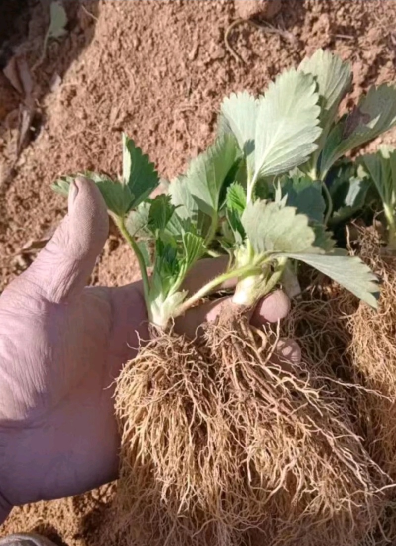 隋珠草莓苗：隋珠香野草莓苗，脱毒苗现挖现发保品种，保成活