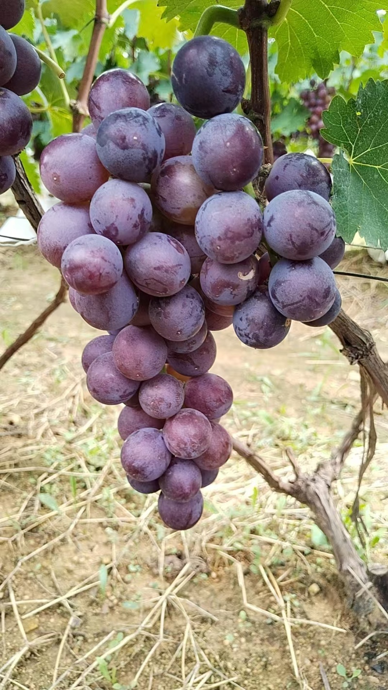 葡萄/户太八号葡萄/山东烟台龙口市葡萄基地大量上市