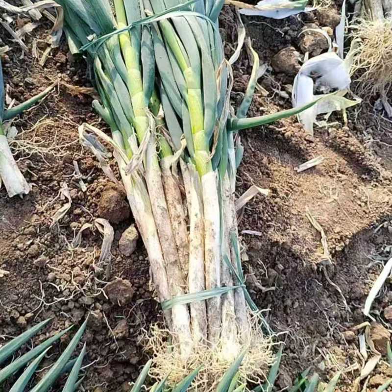精品山东铁杆大葱货源充足/铁杆大葱一手货源欢迎电话联系