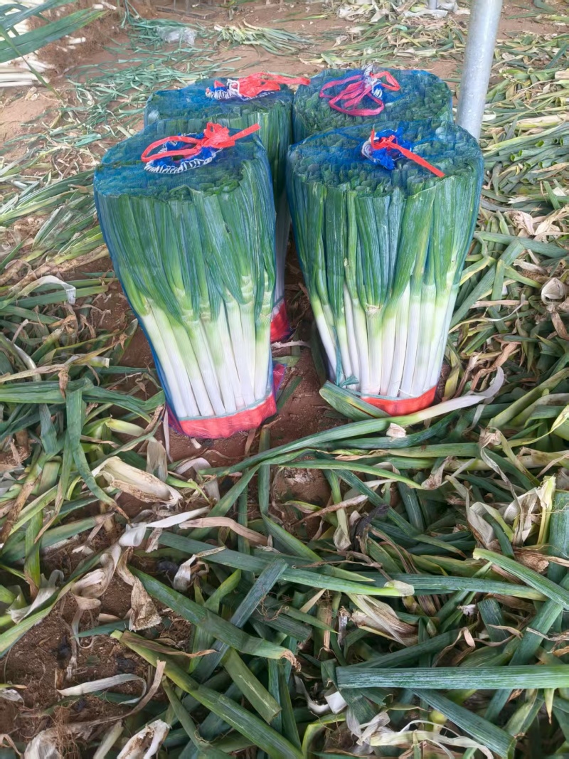 精品山东铁杆大葱货源充足/铁杆大葱一手货源欢迎电话联系