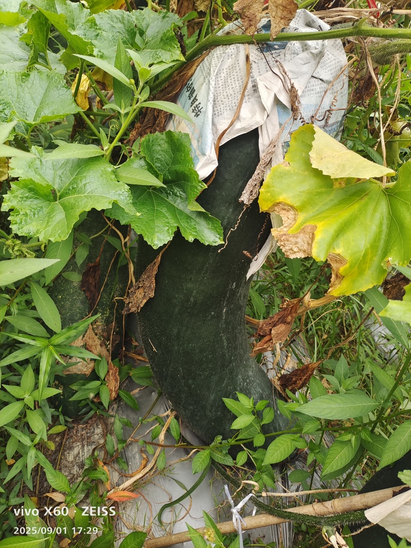 黑皮冬瓜便宜了，上车价0.2元