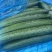 精品黄瓜大量上市中，质量分级。市场直发，电商供货。