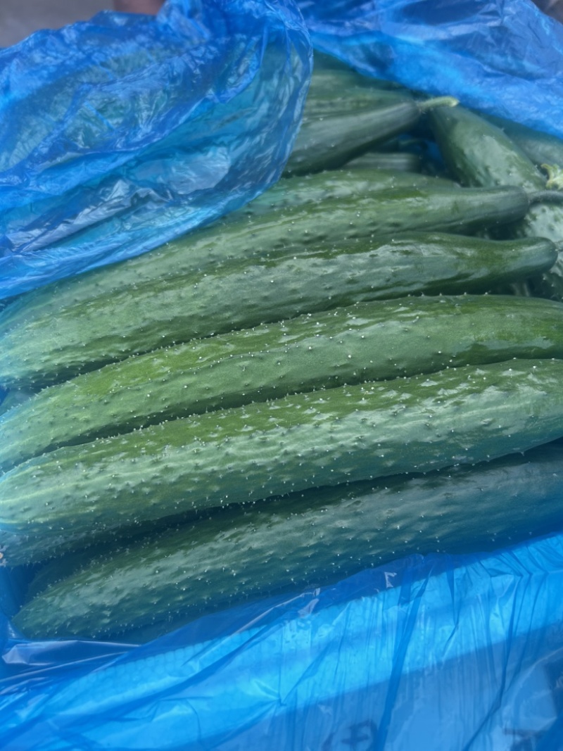 精品黄瓜大量上市中，质量分级。市场直发，电商供货。