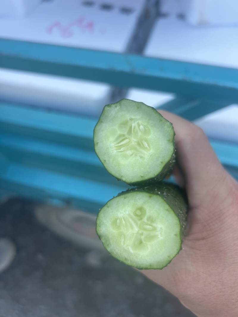 精品黄瓜大量上市中，质量分级。市场直发，电商供货。
