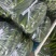 精品黄瓜大量上市中，质量分级。市场直发，电商供货。