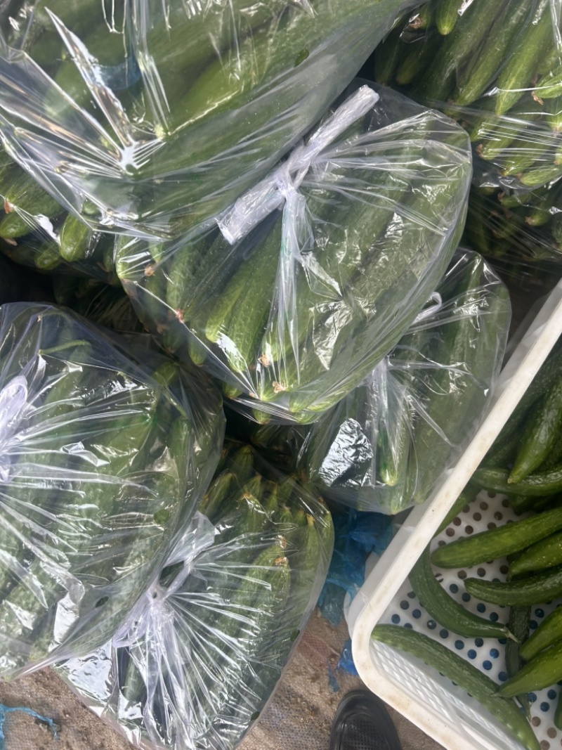 精品黄瓜大量上市中，质量分级。市场直发，电商供货。