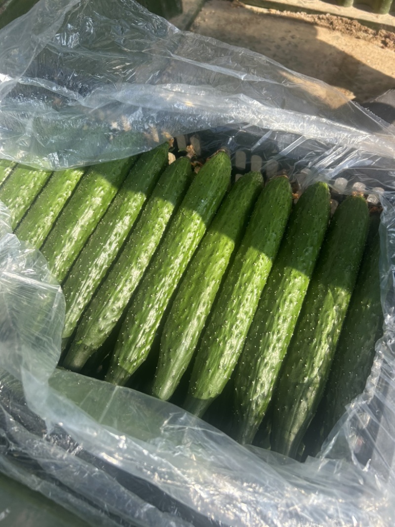精品黄瓜大量上市中，质量分级。市场直发，电商供货。