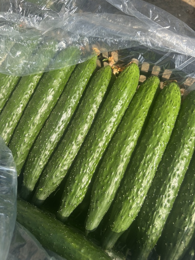 精品黄瓜大量上市中，质量分级。市场直发，电商供货。