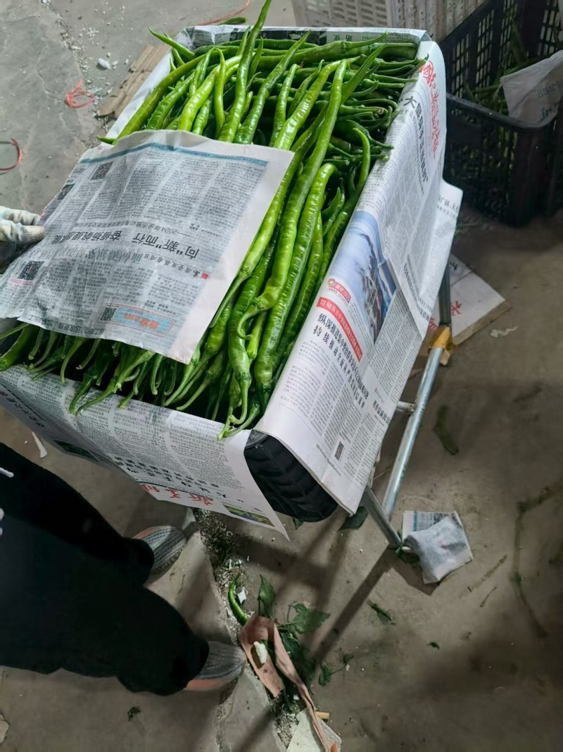 山东临沂线椒大量供应/精品辣椒线椒一手货源对接全国