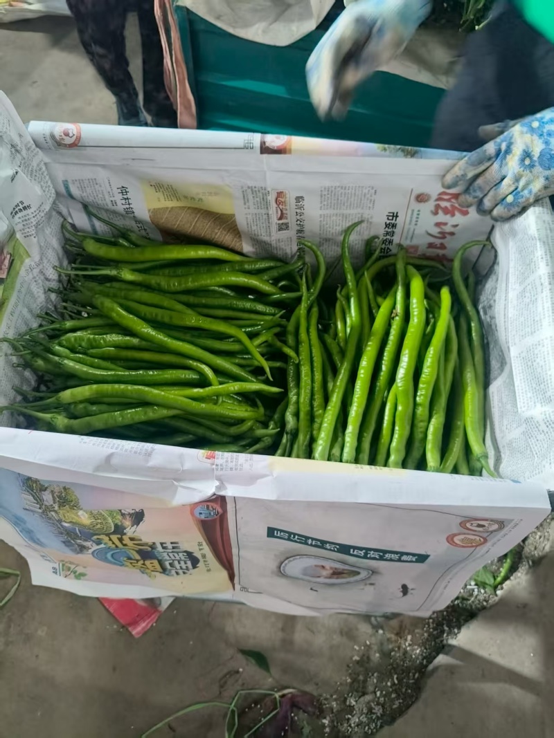 山东临沂线椒大量供应/精品辣椒线椒一手货源对接全国