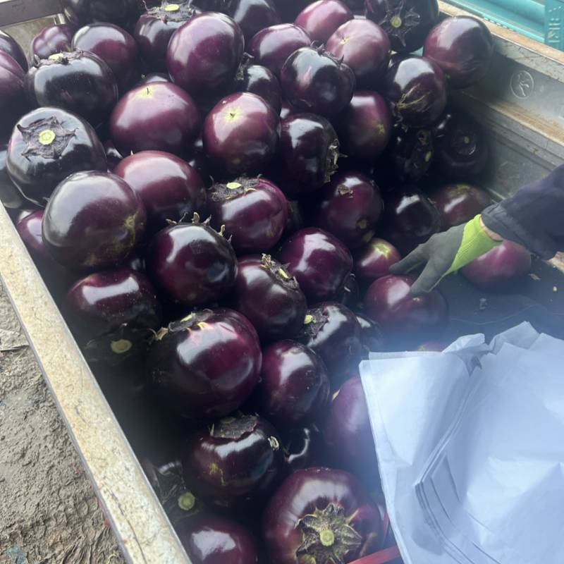 精品紫光圆茄大量上市中，质量保证。市场直发，电商供货。