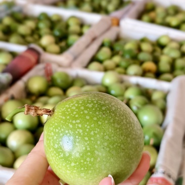 百香果钦蜜9号钦蜜九号，精品果，市场货，电商货，产地源头供应
