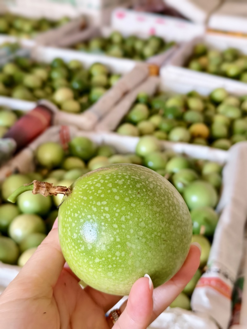 百香果钦蜜9号钦蜜九号，精品果，市场货，电商货，产地源头供应