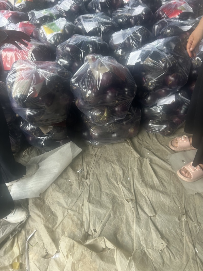 精品紫光圆茄大量上市中，质量保证。市场直发，电商供货。