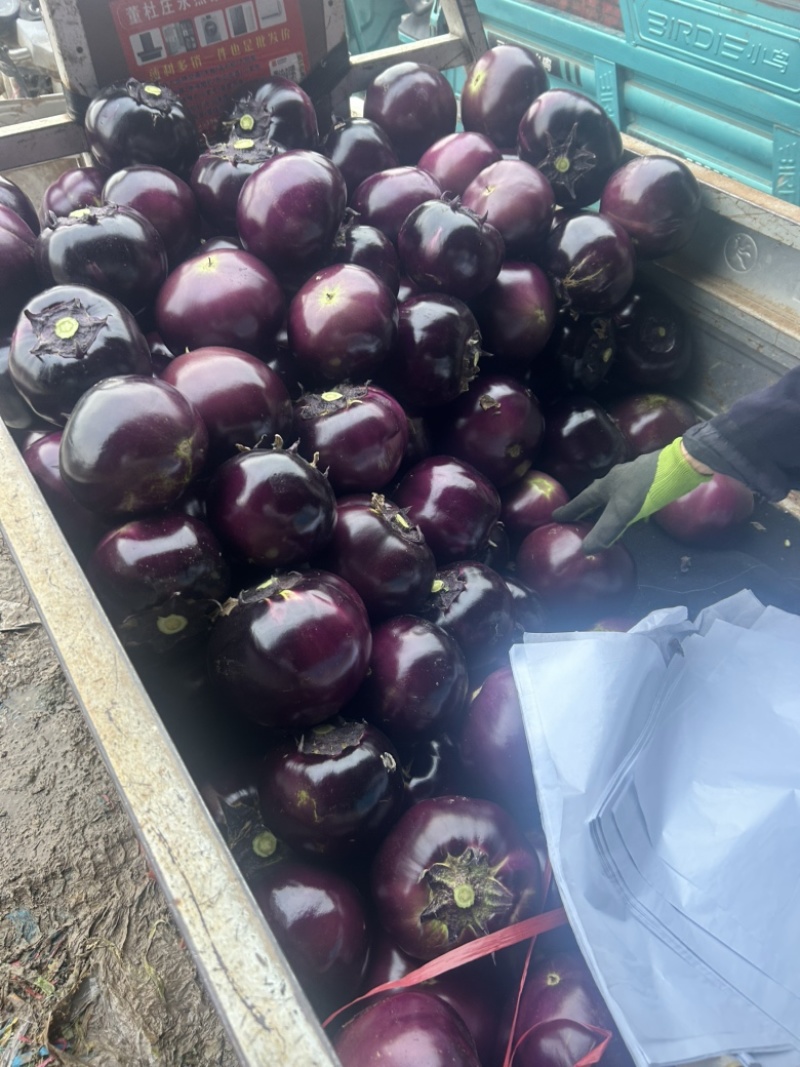 精品紫光圆茄大量上市中，质量保证。市场直发，电商供货。