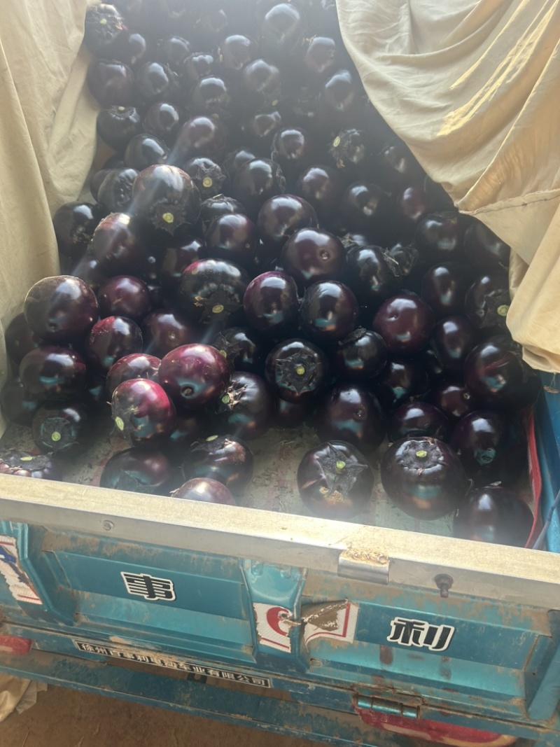 精品紫光圆茄大量上市中，质量保证。市场直发，电商供货。