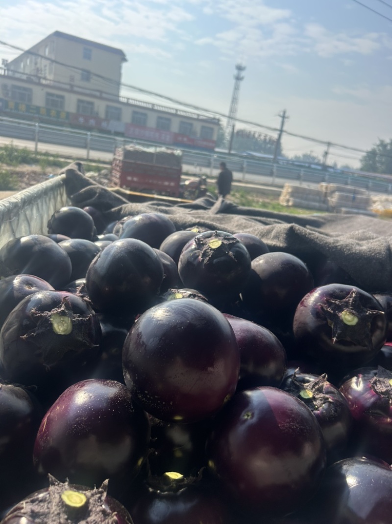 精品紫光圆茄大量上市中，质量保证。市场直发，电商供货。