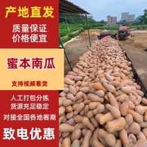 金韩密本南瓜，产地一手货源，大量货源，对接各大巿场