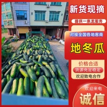 地冬瓜，黑皮冬瓜大量上市，对接各大电商，市场，加工厂，