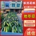 地冬瓜，黑皮冬瓜大量上市，对接各大电商，市场，加工厂，