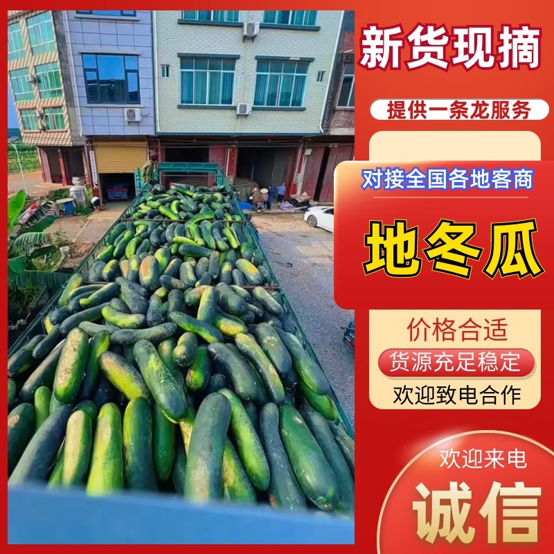 地冬瓜，黑皮冬瓜大量上市，对接各大电商，市场，加工厂，