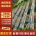 广东黑皮甘蔗已大量上市，对接各大电商，各大商超，市场，